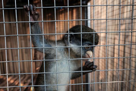 Sad little monkey in a zoo cage dreaming of freedom.