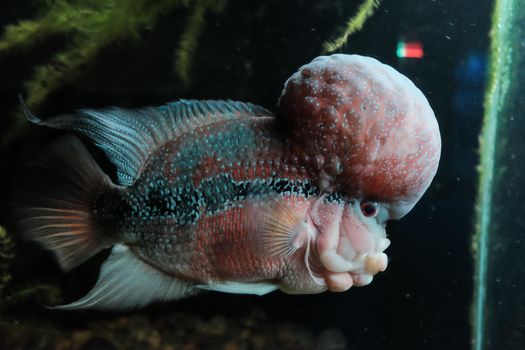 Close up photo of Flower horn fish.