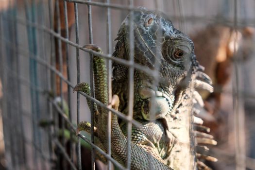Portrait of an iguana through the cage. Close-up is a large iguana in a metal cage. One of the most popular domestic reptiles. Animal in captivity.