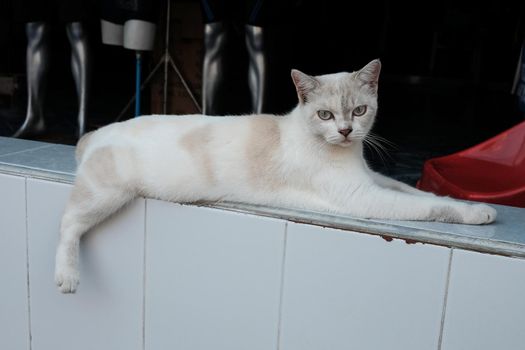 white and gray cat lies on a white tile with its hind paw dangling.