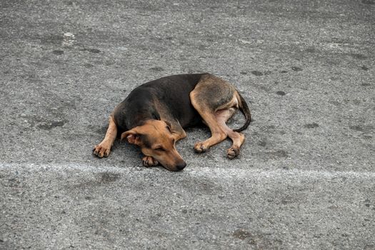 A stray dog lies on the road. A homeless dog lies on the road. homeless animals, animal shelters.