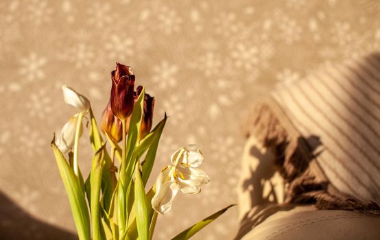 Flowers tulips at home in the warm rays of the winter sun. Beautiful decor and greeting card.