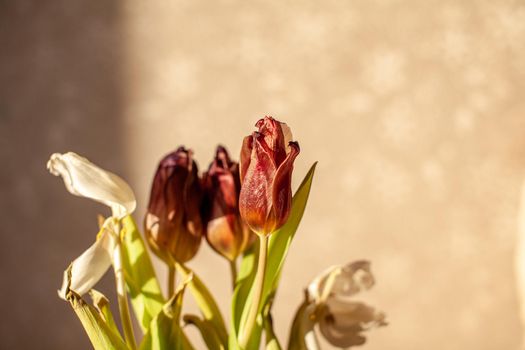 Flowers tulips at home in the warm rays of the winter sun. Beautiful decor and greeting card.