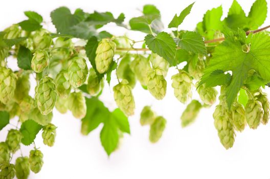 Fresh green hop branch, isolated on a white background. Hop cones for making beer and bread. Close up