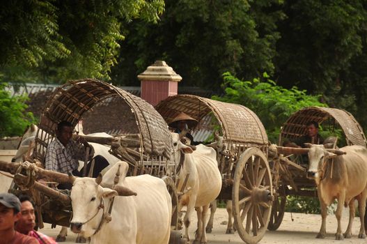 BAGAN, MYANMAR - NOVEMBER 18, 2015 View of village farmers sitting in carts and riding in row with bulls in harness, Myanmar. Farmers in carts harness with bulls