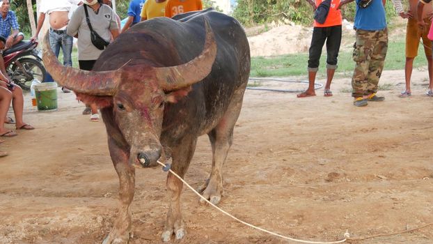 KOH SAMUI, THAILAND - 24 MAY 2019 Rural thai people gather during festival and arrange the traditional battles of their angry water buffaloes on makeshift public arena and betting on these bull fights