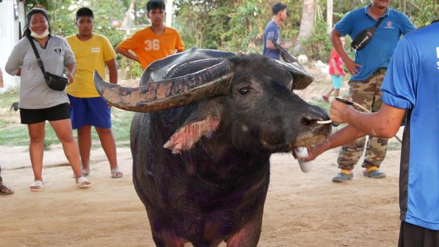 KOH SAMUI, THAILAND - 24 MAY 2019 Rural thai people gather during festival and arrange the traditional battles of their angry water buffaloes on makeshift public arena and betting on these bull fights