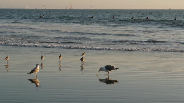 LOS ANGELES CA USA - 16 NOV 2019: California summertime Venice beach aesthetic. Sea gull near splashing waves of pasific ocean tide. Many surfers waiting in water. Birds in golden unset light.