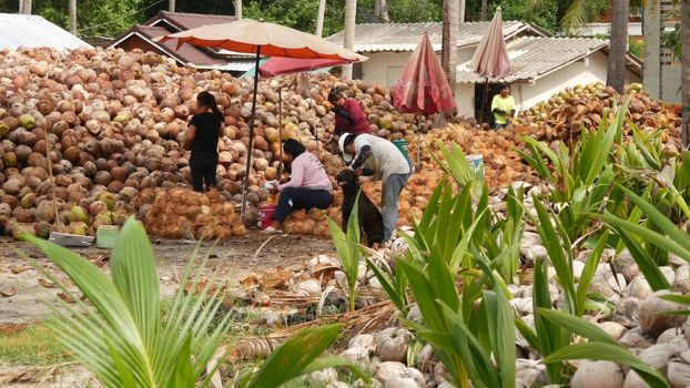 KOH SAMUI ISLAND, THAILAND - 1 JULY 2019: Asian thai men working on coconut plantation sorting nuts ready for oil and pulp production. Traditional asian agriculture and job