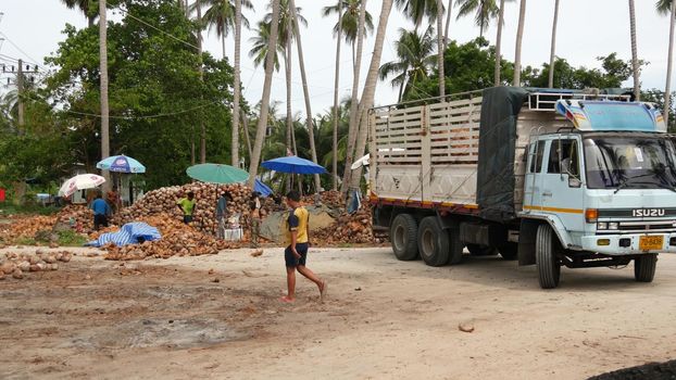 KOH SAMUI ISLAND, THAILAND - 1 JULY 2019: Asian thai men working on coconut plantation sorting nuts ready for oil and pulp production. Traditional asian agriculture and job