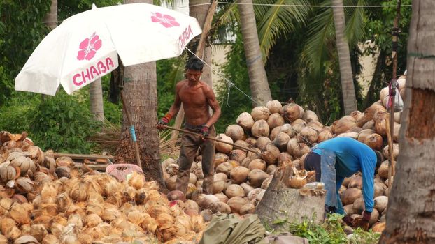 KOH SAMUI ISLAND, THAILAND - 1 JULY 2019: Asian thai men working on coconut plantation sorting nuts ready for oil and pulp production. Traditional asian agriculture and job