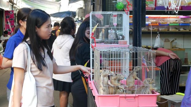 BANGKOK, THAILAND - 10 JULY, 2019: Crowded pet section on market. Ethnic people choosing and buying animals in pets shop of Chatuchak Market