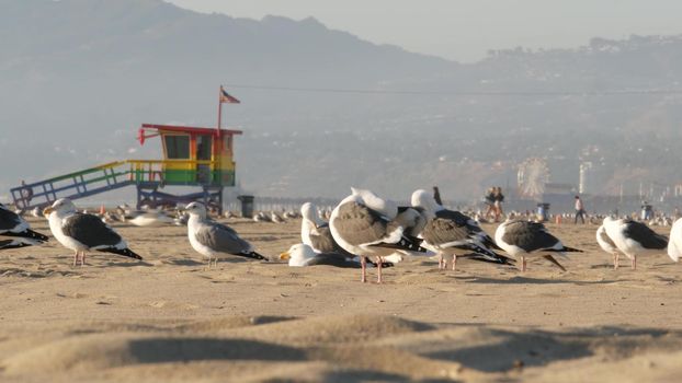 LOS ANGELES CA USA - 16 NOV 2019: California summertime Venice beach aesthetic. Sea gulls on sunny california coast, iconic retro wooden rainbow lgbt pride lifeguard watchtower near Santa Monica.