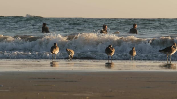 LOS ANGELES CA USA - 16 NOV 2019: California summertime Venice beach aesthetic. Sea gull near splashing waves of pasific ocean tide. Many surfers waiting in water. Birds in golden unset light.