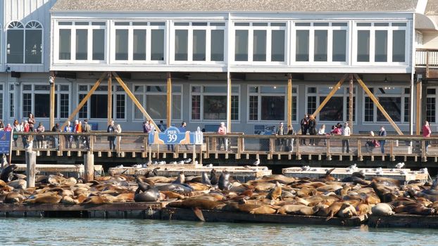 SAN FRANCISCO, CALIFORNIA, USA - 25 NOV 2019: Many seals on pier 39, tourist landmark. People near sea lion rookery in natural habitat . Colony of wild marine mammals at harbor dock, herd at wharf.