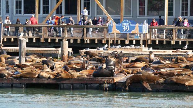 SAN FRANCISCO, CALIFORNIA, USA - 25 NOV 2019: Many seals on pier 39, tourist landmark. People near sea lion rookery in natural habitat . Colony of wild marine mammals at harbor dock, herd at wharf.