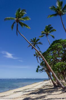 Beach on the tropical island clear blue water. Dravuni Island, Fiji