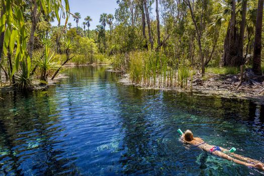 in australia mataranka river the palm and the lake in the nature