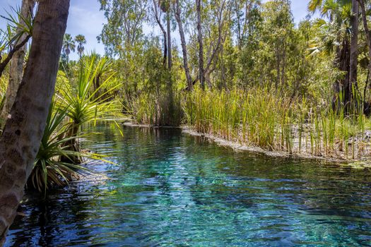 in australia mataranka river the palm and the lake in the nature