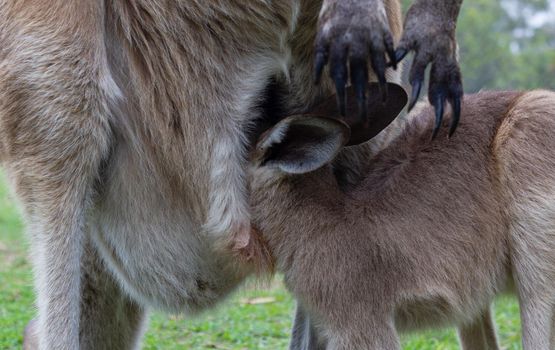 Kangaroo Baby is drinking out of the mothers pouch - closeup, queensland