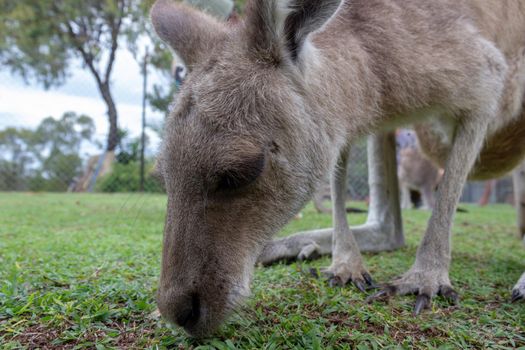Kangaroo Baby is eating gras - closeup, queensland, australia