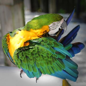 A green and yellow macaw preening its tail