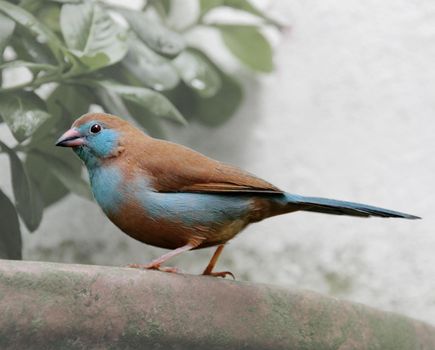 Blue waxbill bird. A decorative finch in an aviary
