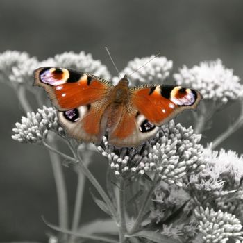 European peacock butterfly on a white flower.. The background is made less saturated so the insect stands out more