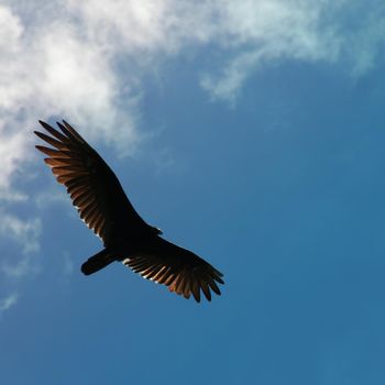 A vulture flying against a blue sky with light clouds