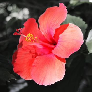A close up af a red tropical hibiscus flower