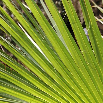 Tropical palm leaf. Close up. The leaf makes diagonal lines.