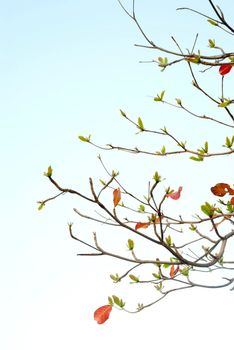 Red leaves and fresh leaves of sea-almond tree
