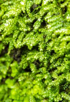 Close-up of freshness green moss growing in the rainforest