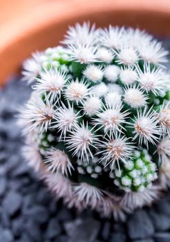 Cactus succulent plant close-up, Mammillaria vetula gracilis fragilis monstrose, Arizona Snowcap