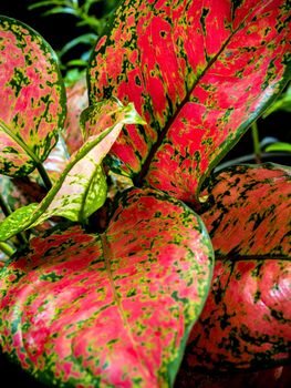 Close-up to detail vivid red and green color on leaf surface of Aglaonema beautiful tropical ornamental houseplant