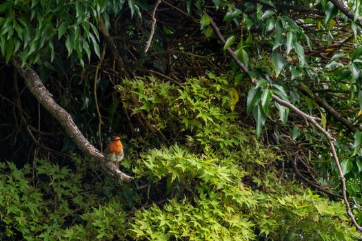 A small orange-chest robin perching in a branch surrounded by green leaves