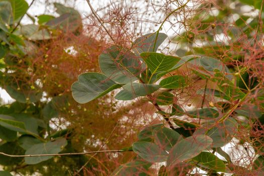 Close-up of some green leaves surrounded by brown twigs