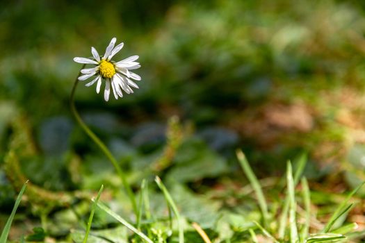 Close-up of a daisy on a green lawn on a sunny day