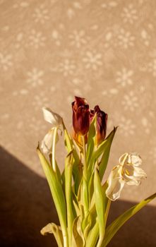 Flowers tulips at home in the warm rays of the winter sun. Beautiful decor and greeting card.