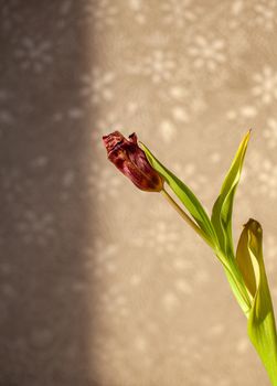 Flowers tulips at home in the warm rays of the winter sun. Beautiful decor and greeting card.