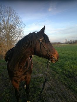 A portrait of a horse with a bridle looking back