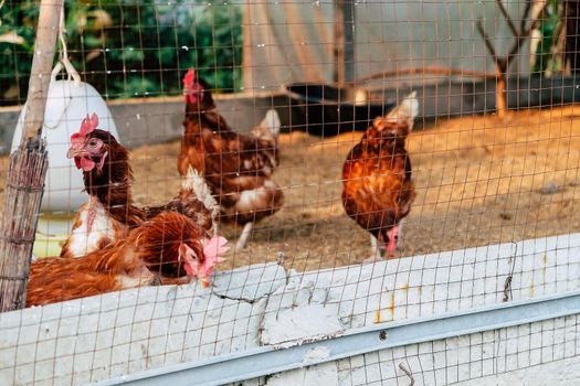 Image of Chickens on traditional free range poultry farm in thailand