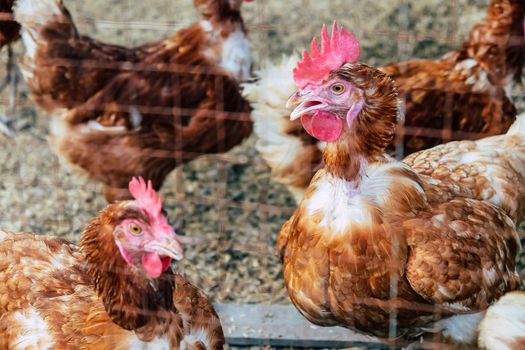 Image of Chickens on traditional free range poultry farm in thailand