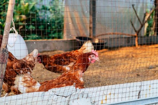 Image of Chickens on traditional free range poultry farm in thailand