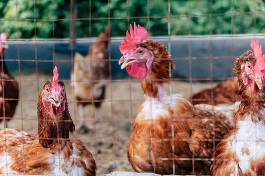 Image of Chickens on traditional free range poultry farm in thailand