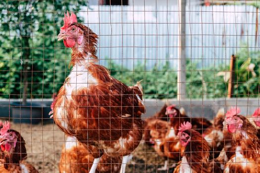 Image of Chickens on traditional free range poultry farm in thailand