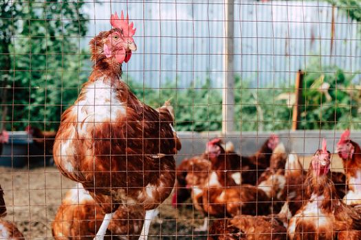 Image of Chickens on traditional free range poultry farm in thailand