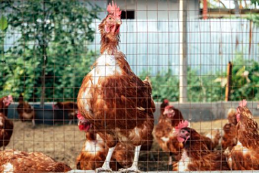 Image of Chickens on traditional free range poultry farm in thailand
