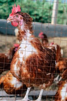 Image of Chickens on traditional free range poultry farm in thailand