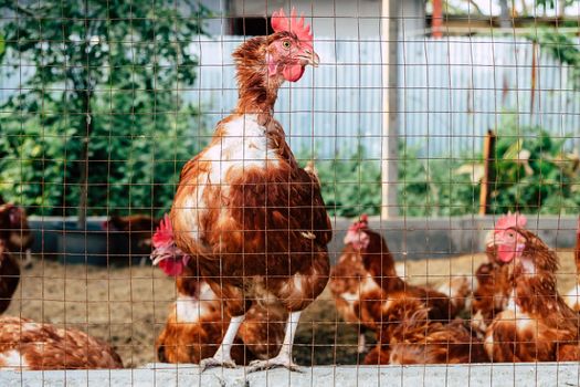 Image of Chickens on traditional free range poultry farm in thailand
